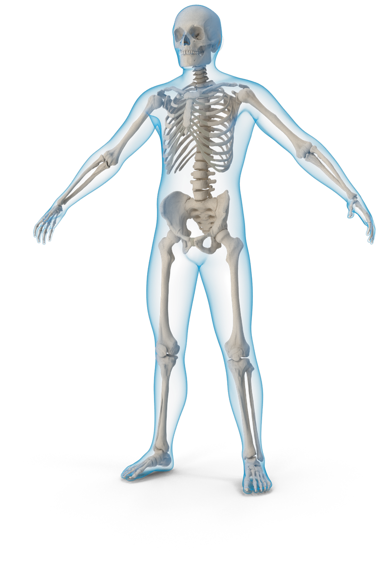An illustration of a human body with the skeleton visible inside a soft blue outline, marked with nine glowing organ points.